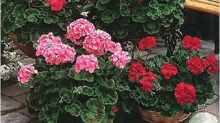 GÉRANIUM: CÓMO AYUDAR A QUE ESTA PLANTA SOBREVIVA AL INVIERNO