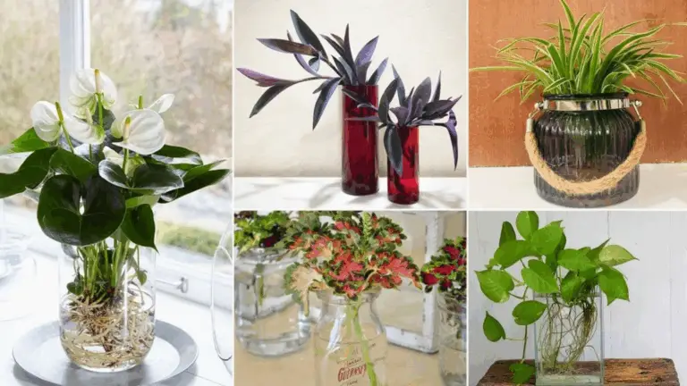 PLANTAS QUE CRECEN EN EL AGUA SIN NECESIDAD DE TIERRA