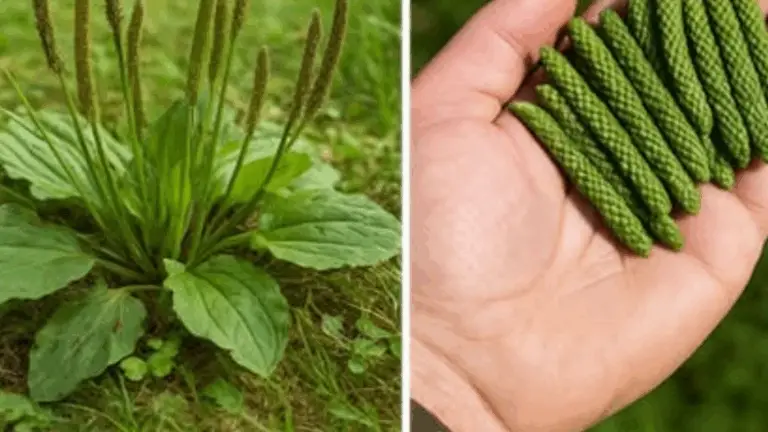 SI VES ESTA PLANTA, ESTÁS SENTADO SOBRE ORO Y NI SIQUIERA LO SABES
