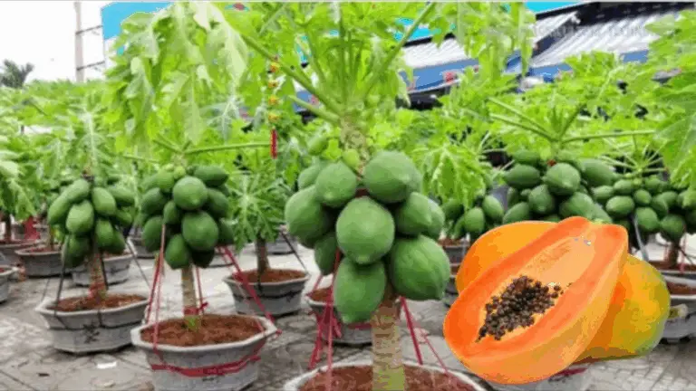 CULTIVAR PAPAYA EN MACETERO EN CASA: EL SECRETO PARA UNA COSECHA ABUNDANTE
