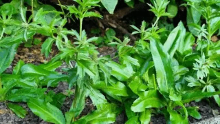 El Valor del Cilantro en Tu Jardín 🌿✨