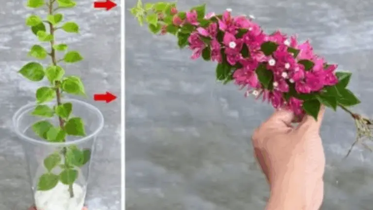 Cómo Propagar Ramas de Buganvilla en el Balcón o en el Jardín: El Método Infalible 🌺🌿