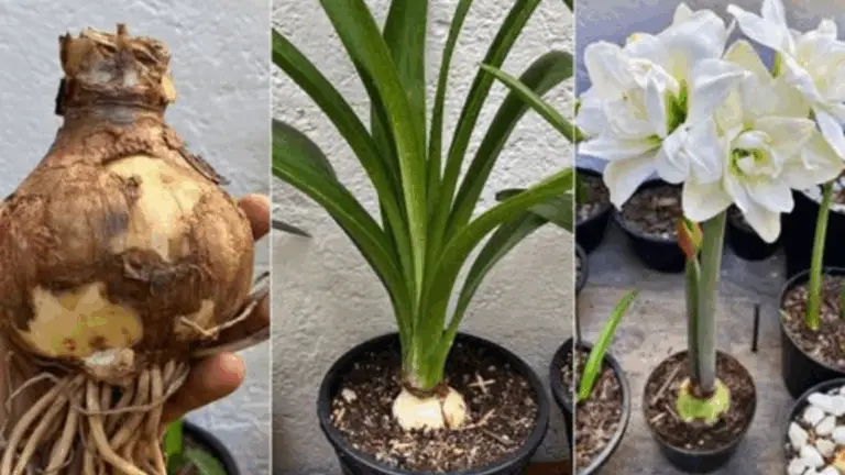Cómo Cultivar el Amaryllis y Fomentar su Refloración 🌺🌿