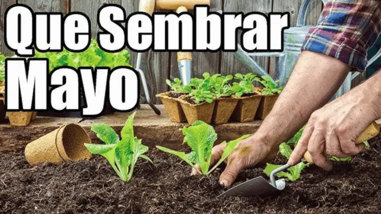 Calendario de Siembra de Árboles Frutales y Hortalizas en Mayo 🍎🥕🌳