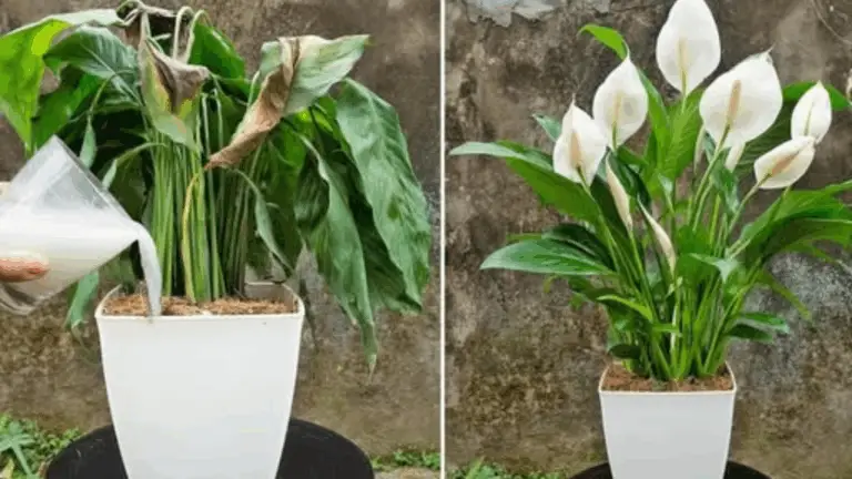 Con Solo 100g de Arroz, la Simple Hoja Florecerá Casi Todo el Tiempo: Sin Enfermedades, Hojas Hermosas y 5x Más Flores 🌱✨