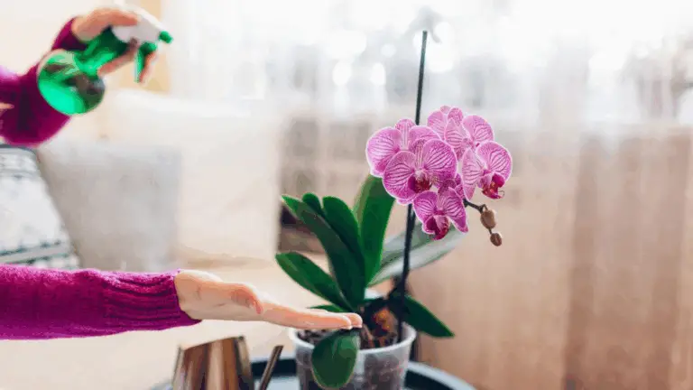 El Secreto del Florero: Orquídeas que Florecen Sin Fin (Y Adiós a los Problemas) 🌸✨