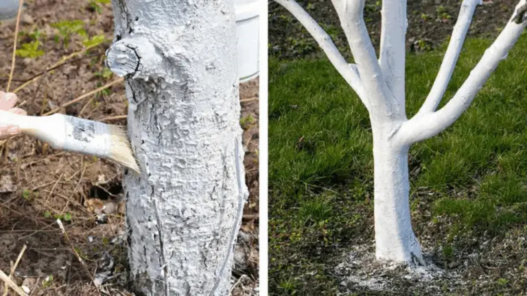 Blanqueo de Troncos con Cal y Sulfato de Cobre: Un Cuidado Esencial para tus Árboles 🌳✨