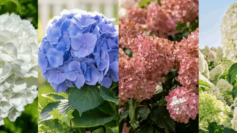 Cómo Podar la Hortensia Trepadora: Consejos y Técnicas 🌿✂️