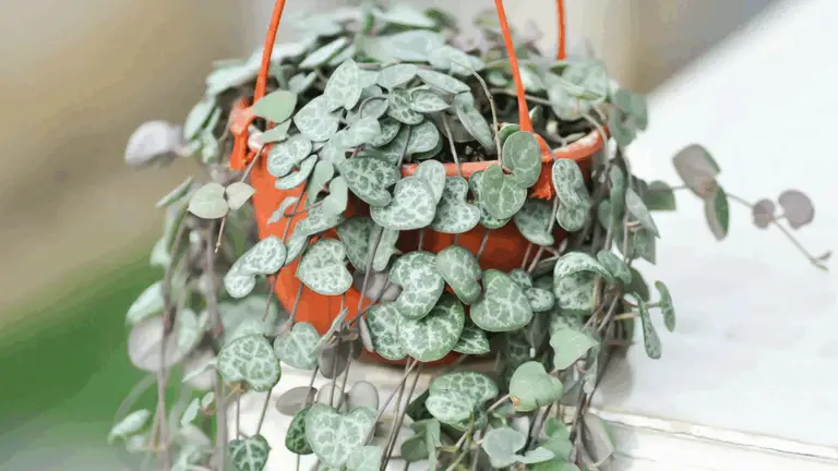 Cuidado de la Ceropegia Woodii o Cadena de Corazones: Guía práctica para que tu planta luzca hermosa y saludable