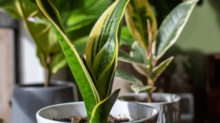 Cómo hacer florecer la lengua de belleza para aromatizar tu hogar 🌿🏡