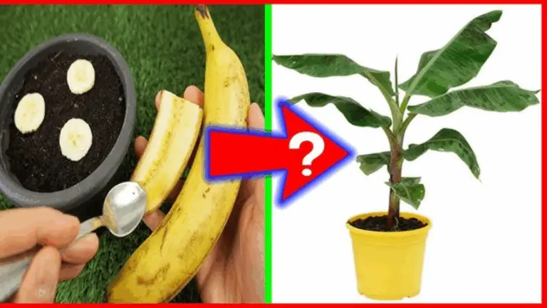 Cómo cultivar plantas de plátano a partir de bananas: una guía sencilla y divertida