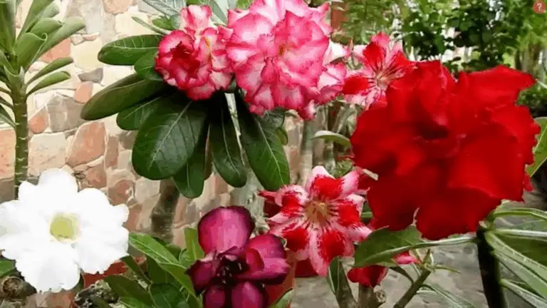 Cómo hacer crecer y florecer tu rosa del desierto con un solo chandelier