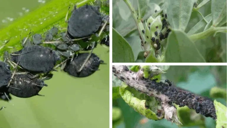 Todo lo que necesitas saber sobre plantas llenas de pulgones