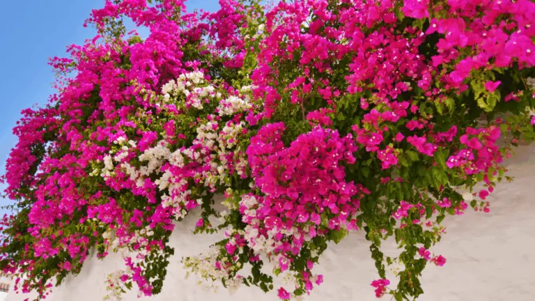 LA BUGAMBILIA: UNA EXPLOSIÓN DE COLOR Y RESISTENCIA EN TU JARDÍN