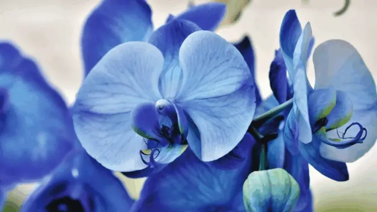 ¿CUÁL ES EL SECRETO PARA HACER FLORECER TUS ORQUÍDEAS?