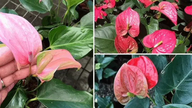 ANTHURIUM: LA PLANTA DE LA ELEGANCIA DURABLE Y DEL AMOR EN TU HOGAR