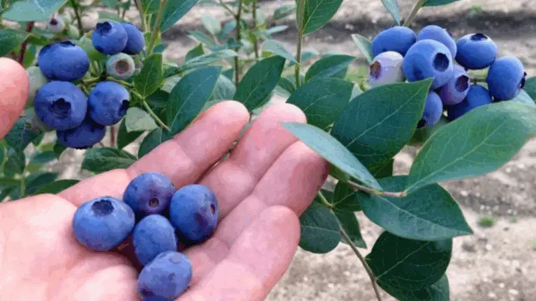 CÓMO CREAR UN PARCHE DE ARÁNDANOS QUE PRODUZCA AÑO TRAS AÑO