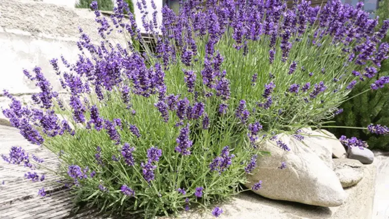 PLANTAS QUE SOPORTAN EL CALOR DEL VERANO: IDEALES PARA TU JARDÍN SOLAR