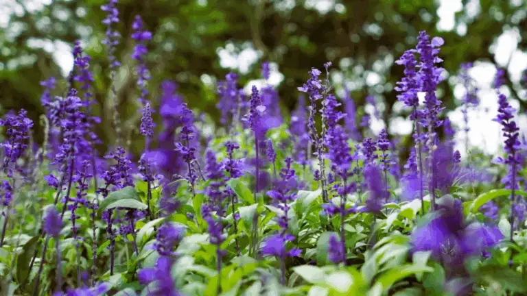 SALVIA BRILLANTE: LA FLOR QUE TRANSFORMA TU BALCÓN TODO EL VERANO