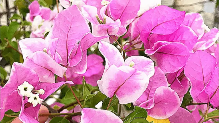 ¡MIRA LA TRANSFORMACIÓN DE MI BUGAMBILIA EN SOLO 2 MESES! 🌺✨