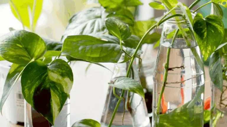 Propagación en agua: cómo multiplicar tus plantas con un simple vaso