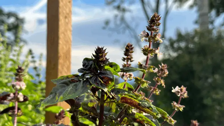 FLORES DE ALBAHACA: BENEFICIOS Y USOS QUE NO CONOCÍAS