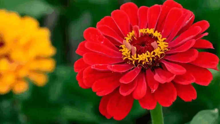 ELIGE FLORES QUE NO SE MARCHITEN AL PRIMER RAYO DE SOL