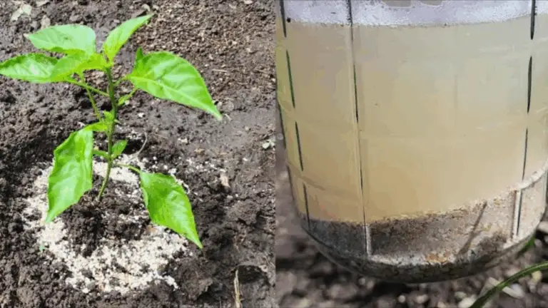 CASI TODOS LO TIENEN EN CASA: UNA BOMBA NATURAL PARA PLANTAS SANAS Y PRODUCTIVAS