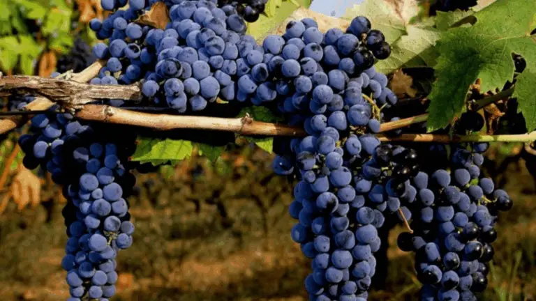 GUÍA PARA PRINCIPIANTES: CÓMO PODAR UNA PARRA EN SOLO 4 PASOS SIMPLES