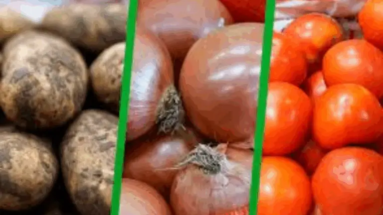 L’ENGRAIS MÁS PODEROSO PARA CEBOLLAS, TOMATES Y PIMIENTOS: ¡AUMENTA TU RENDIMIENTO HASTA UN 200%