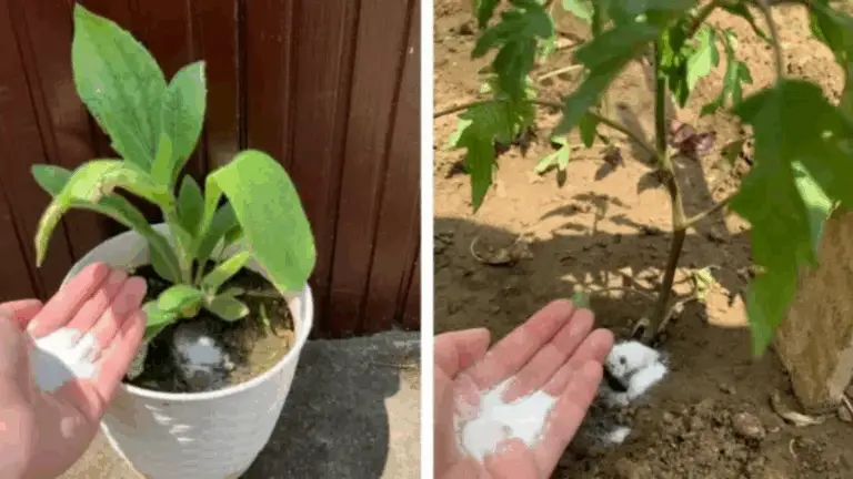 EL BICARBONATO DE SODIO, EL MEJOR AMIGO DEL JARDINERO: 14 USOS INGENIOSOS Y EFICACES