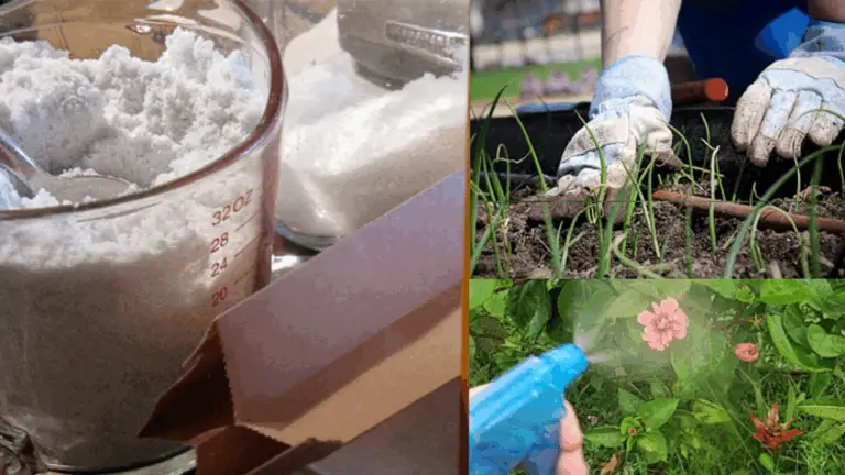 EL BICARBONATO DE SODÁ: EL ALIADO PERFECTO DEL JARDINERO