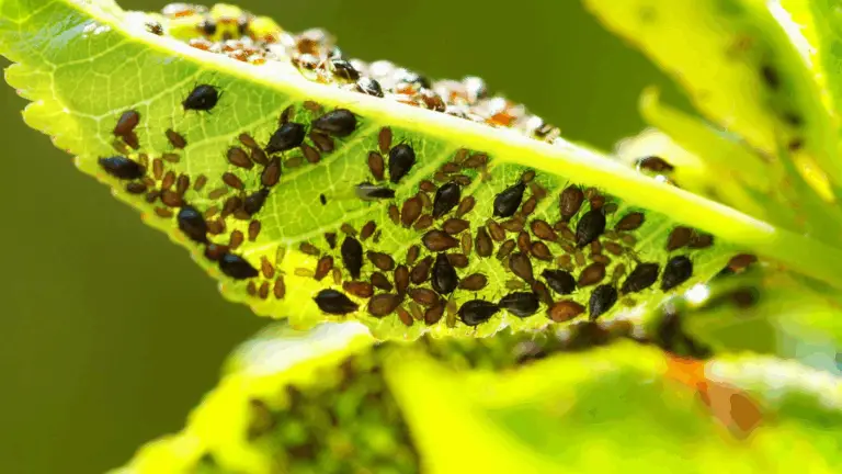 ¡ELIMINA LOS PULGONES EN 2 DÍAS CON ESTA RECETA NATURAL Y EFECTIVA!