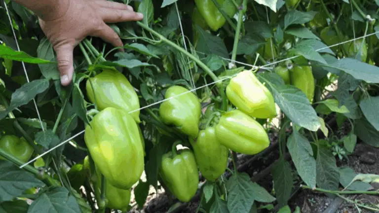 CÓMO USAR SAL DE Epsom PARA REVIVIR Y Fomentar EL CRECIMIENTO DE TUS PLANTAS