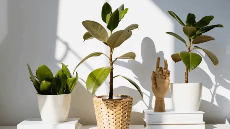 ¡CONOCE LOS REQUISITOS DE SOL PARA TUS PLANTAS!