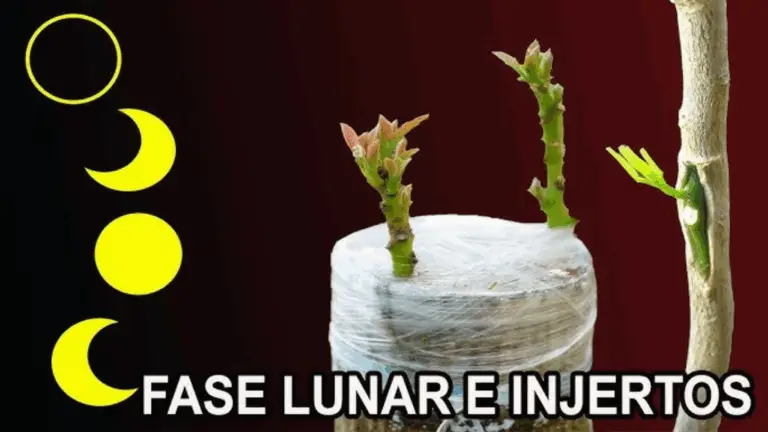 INJERTAR Y ENCAJAR PLANTAS SIGUIENDO LAS FASES DE LA LUNA
