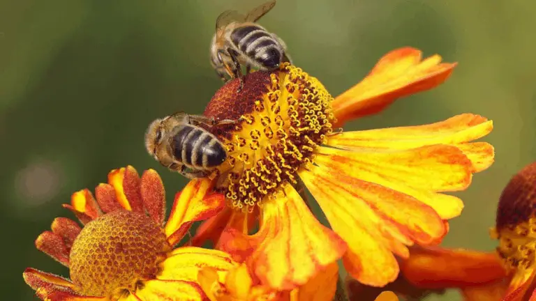 LAS ABELAS: ESENCIALES PARA LA VIDA Y CÓMO PROTEGERLAS