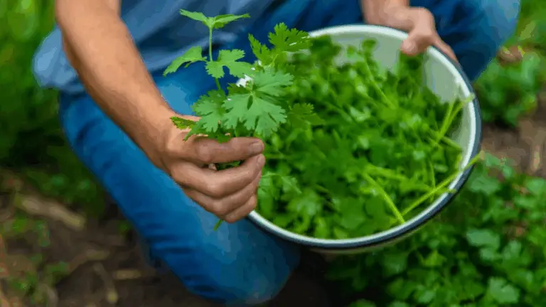 CULTIVO DE CILANTRO: EXIGENCIAS Y ÉPOCAS DE SEMILLA