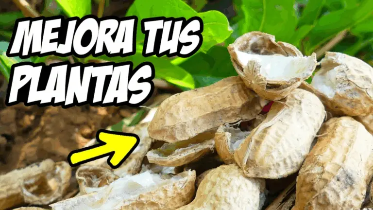 CÓMO HACER UN INCREÍBLE ABONO CASERO CON CÁSCARAS DE MANÍ QUE HARÁ QUE TU JIBOIA CREZCA MÁS VERDE Y FUERTE