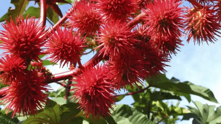 LA PLANTA MÁS PELIGROSA DEL MUNDO: CONOCE SUS RIESGOS Y CUIDADOS ESENCIALES