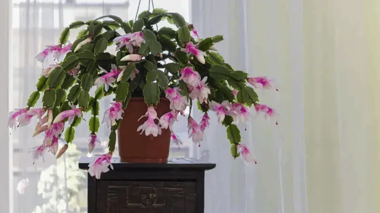 MAYFLOWER SUCCULENTE (FLEUR DE MAI): LA PLANTA QUE SIMBOLIZA ESPERANZA Y RENOVACIÓN