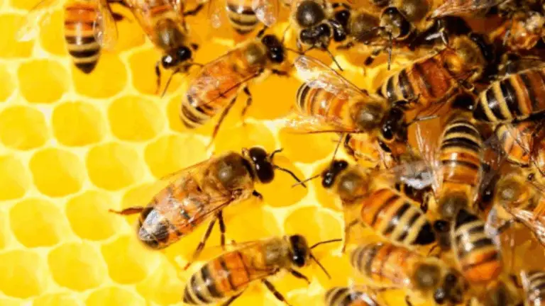 ¿Sabes qué…? LA VIDA DESDE LA PERSPECTIVA DE LAS ABEJAS: SABIDURÍA Y NATURALEZA