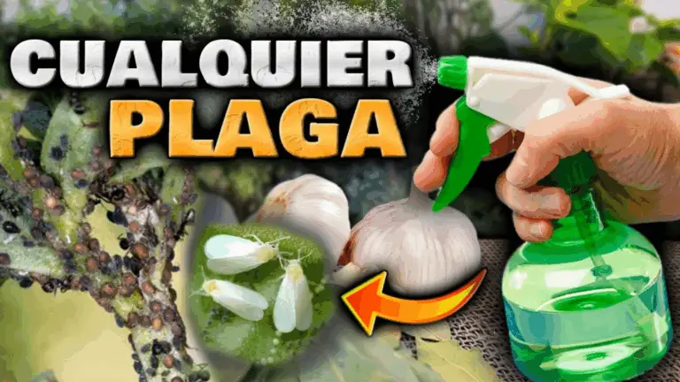 ALCOHOL DE AJO: INSECTICIDA NATURAL HECHO EN CASA