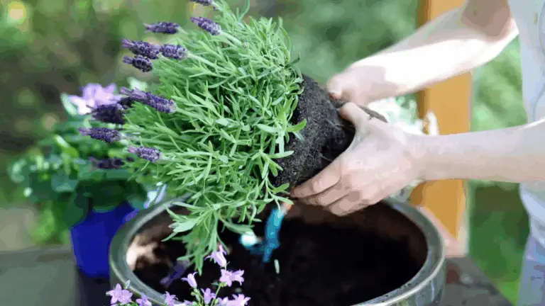 ÉLAGAGE DE LA LAVANDA: CONSEJOS DE EXPERTOS PARA UNA PLANTA SILENCIOSA Y FUERTE