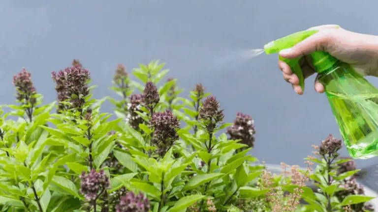 ESTA PLANTA AROMÁTICA MANTIENE A LOS MOSQUITOS LEJOS DE CASA: FÁCIL DE CULTIVAR EN EL BALCÓN