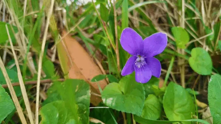 ¿CONOCES LA LEYENDA DE LA PLANTA DEL VÍNCULO DEL AMOR?