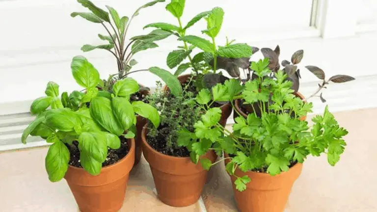 ¡MANTÉN TUS HIERBAS VIVAS Y PRODUCTIVAS!