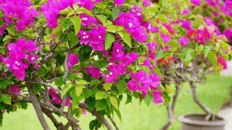 CÓMO HACER CRECER BOUGAINVILLEAS EN MACETAS Y LOGRAR UNA FLORACIÓN CONSTANTE