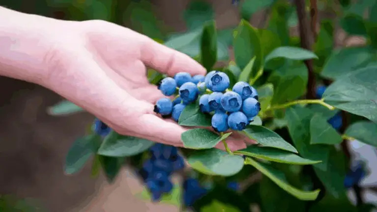 CULTIVA ARÁNDANOS EN CASA: LA ESTRATEGIA SIMPLE QUE TE SORPRENDERÁ 🍇