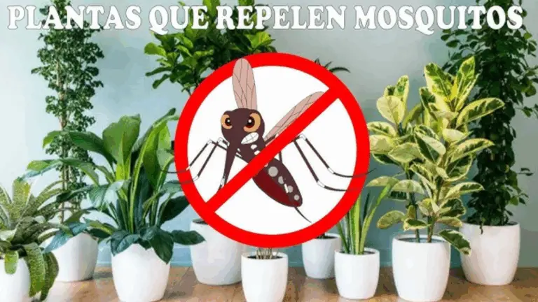 ¡Adios a los Insectos! 7 Plantas que Protegen tu Casa Naturalmente